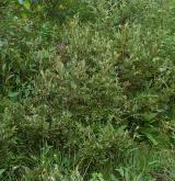 vrba borůvkovitá <i>(Salix myrtilloides)</i> / Habitus