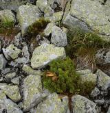 Vegetace silikátových sutí v subalpínském a alpínském stupni <i>(Androsacion alpinae)</i>