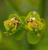 pryšec vrbolistý <i>(Euphorbia salicifolia)</i>