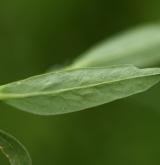 pryšec vrbolistý <i>(Euphorbia salicifolia)</i> / List
