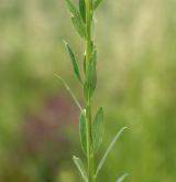 pryšec vrbolistý <i>(Euphorbia salicifolia)</i> / Stonek