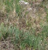 šater svazčitý <i>(Gypsophila fastigiata)</i> / Květ/Květenství