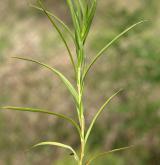 oman mečolistý <i>(Inula ensifolia)</i>