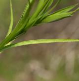 oman mečolistý <i>(Inula ensifolia)</i> / List