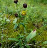 jetel hnědý <i>(Trifolium badium)</i>