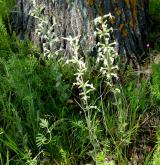 silenka lepkavá <i>(Silene viscosa)</i>