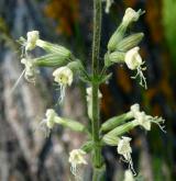 silenka lepkavá <i>(Silene viscosa)</i>