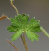 kakost měkký <i>(Geranium molle)</i> / List