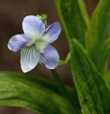 violka vyvýšená <i>(Viola elatior)</i> / Květ/Květenství