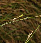 ostřice bílá <i>(Carex alba)</i> / Plod