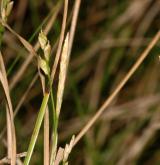 ostřice bílá <i>(Carex alba)</i> / Plod