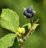 ostružiník ježiník <i>(Rubus caesius)</i> / Plod