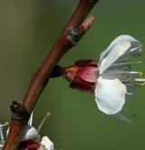 meruňka obecná <i>(Prunus armeniaca)</i>