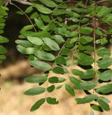 dřezovec vodomilný <i>(Gleditsia aquatica)</i> / List