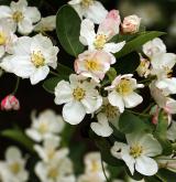 jabloň Sargentova <i>(Malus sargentii)</i> / Květ/Květenství