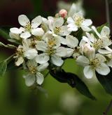 jabloň laločnatá <i>(Malus toringoides)</i> / Květ/Květenství