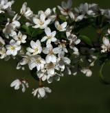 jabloň  <i>(Malus transitoria)</i>