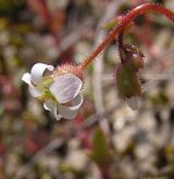 lomikámen trojprstý <i>(Saxifraga tridactylites)</i>