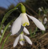 sněženka podsněžník <i>(Galanthus nivalis)</i>