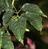 javor ocasatolistý <i>(Acer caudatifolium)</i> / List
