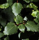 javor tupolistý <i>(Acer obtusifolium)</i> / List