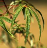 javor pětilistý <i>(Acer pentaphyllum)</i> / List