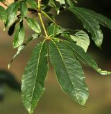 jirovec indický <i>(Aesculus indica)</i> / List