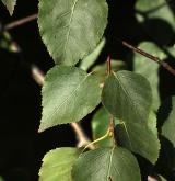 bříza sečuánská <i>(Betula szechuanica)</i> / List