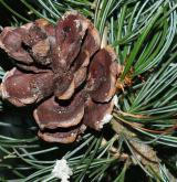 borovice drobnoklvětá <i>(Pinus parviflora)</i> / Plod