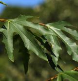 platan východní <i>(Platanus orientalis)</i> / List