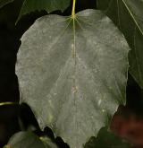 lípa  <i>(Tilia endochrysea)</i> / List