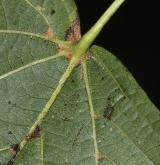 lípa evropská <i>(Tilia ×europaea)</i> / List
