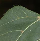 lípa zelená <i>(Tilia ×euchlora)</i> / List