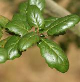 dub ostrolistý <i>(Quercus agrifolia)</i> / List