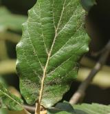 dub  <i>(Quercus crassifolia)</i> / List