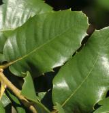 dub  <i>(Quercus chrysolepis)</i> / List