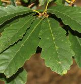 dub košíčkatý <i>(Quercus montana)</i> / List