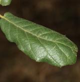 dub svraskalý <i>(Quercus rugosa)</i> / List
