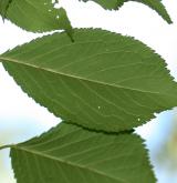 švestkovišeň přímořská <i>(Prunus maritima)</i> / List