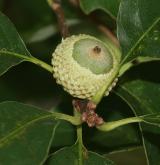 dub košilkovitý <i>(Quercus prinoides)</i> / Plod