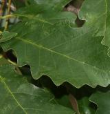 dub košilkovitý <i>(Quercus prinoides)</i> / List