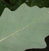 dub košilkovitý <i>(Quercus prinoides)</i> / List