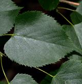 lípa  <i>(Tilia paucicostata)</i> / List