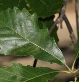 dub dvoubarevný <i>(Quercus bicolor)</i>