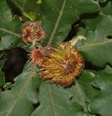 dub zubatý <i>(Quercus dentata)</i> / Plod