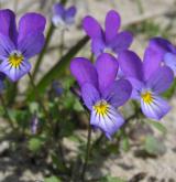 violka trojbarevná <i>(Viola tricolor)</i> / Květ/Květenství