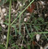 kozinec rakouský <i>(Astragalus austriacus)</i>