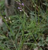 kozinec rakouský <i>(Astragalus austriacus)</i>