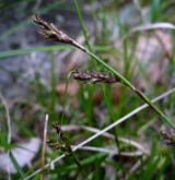 ostřice tlapkatá <i>(Carex pediformis)</i> / Květ/Květenství