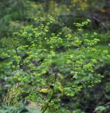 pryšec tuhý <i>(Euphorbia stricta)</i>